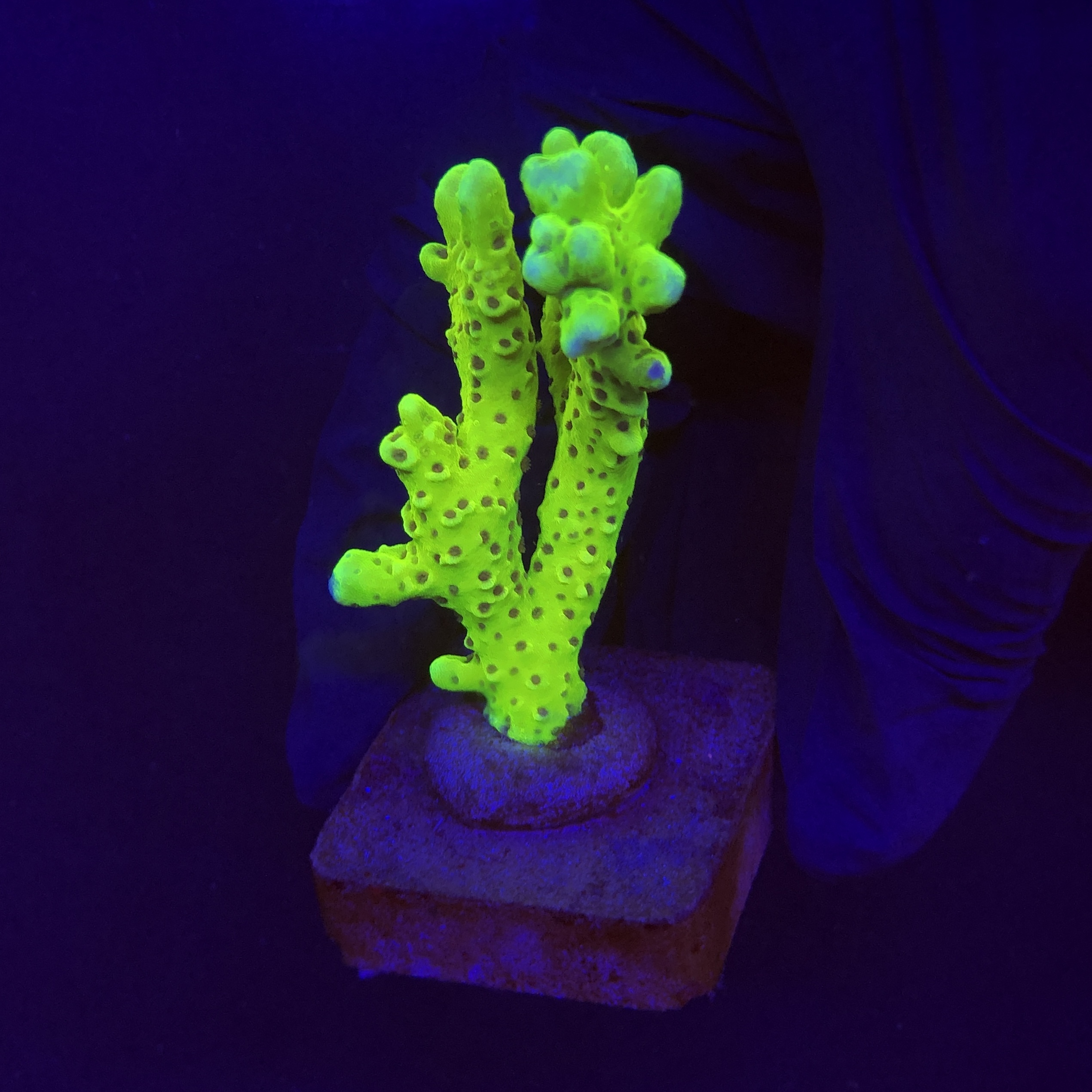 Slime Ball Anacropora M