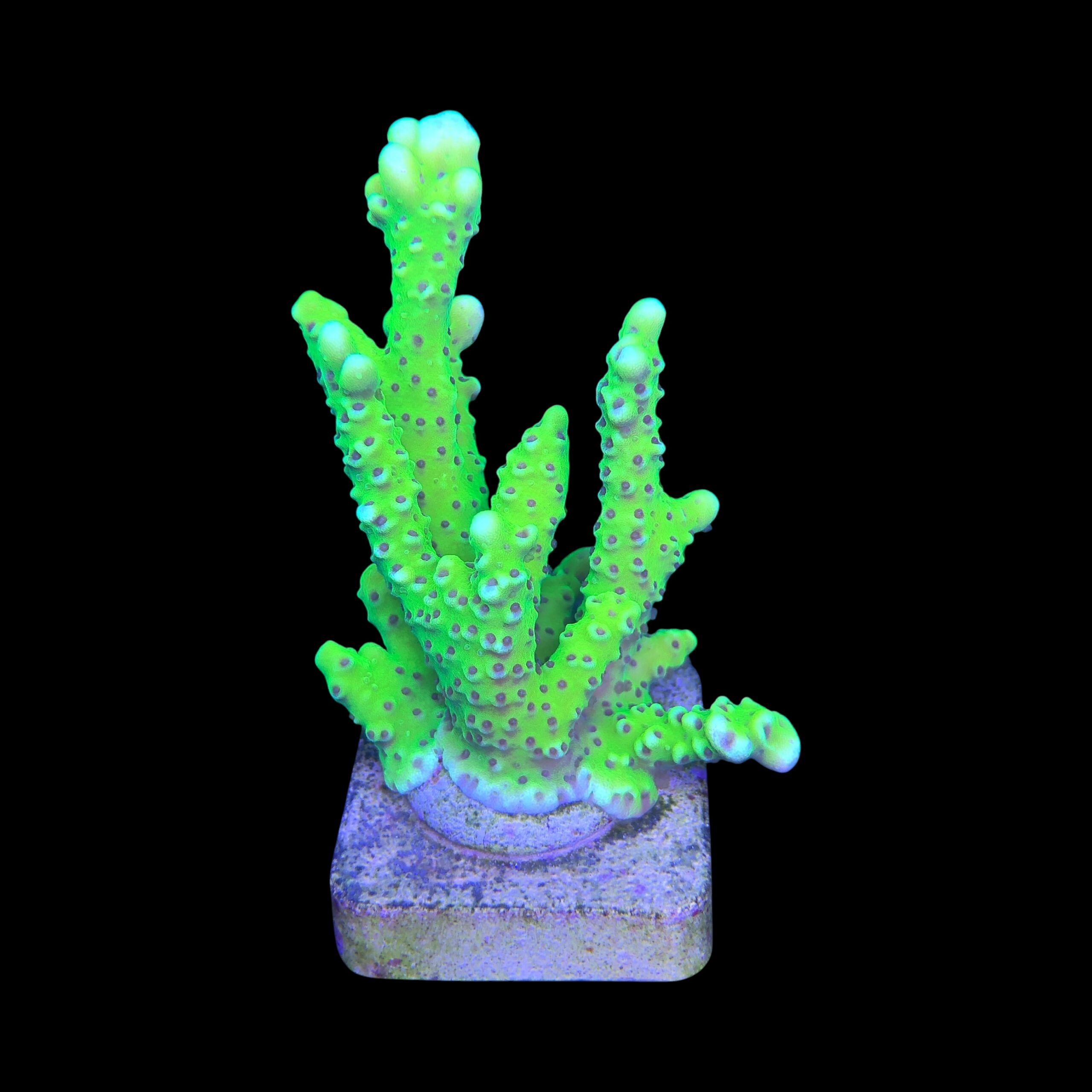 Slime Ball Anacropora G - Imagem 2