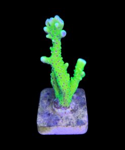 Alternative view of Slime Ball Anacropora M