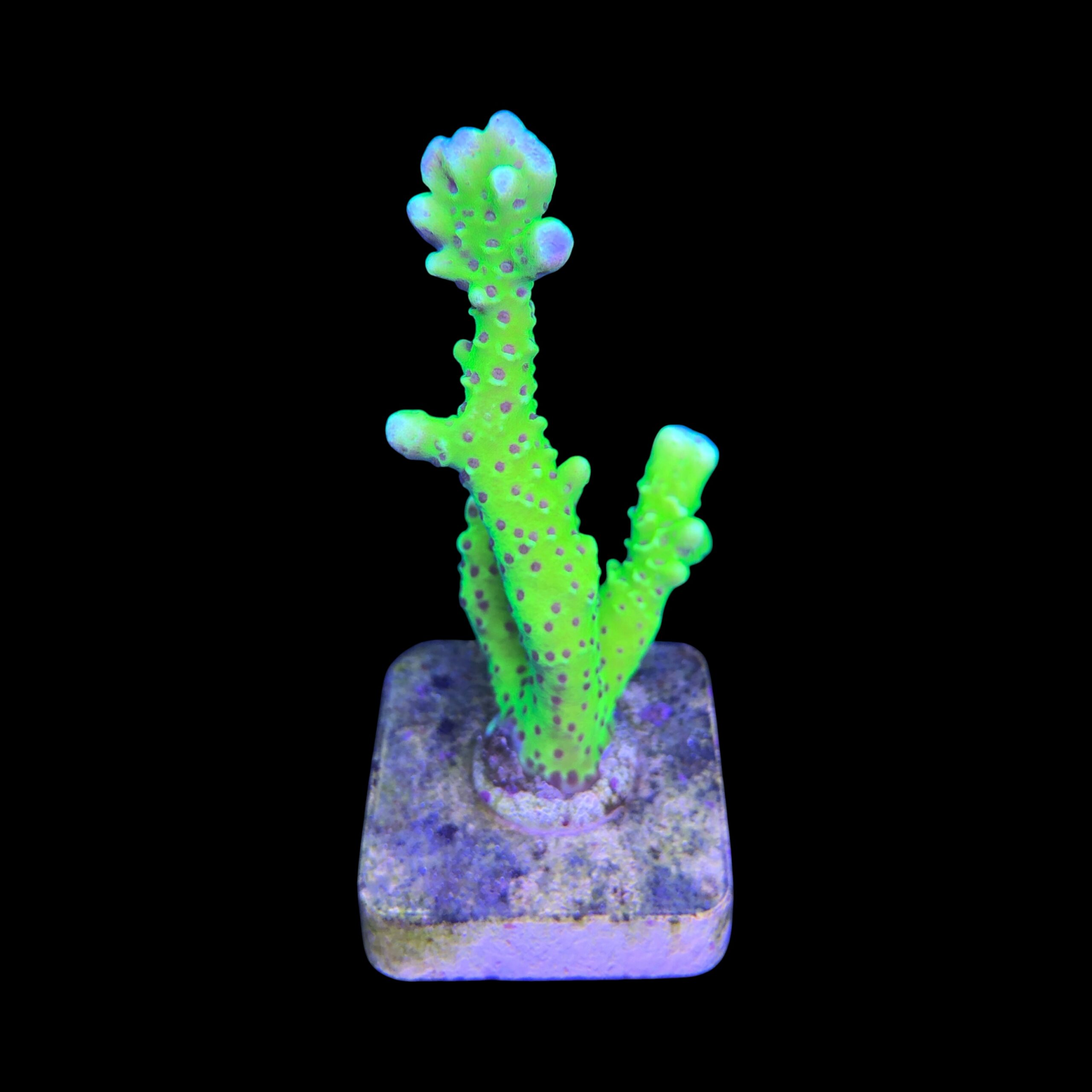 Slime Ball Anacropora M - Imagem 2