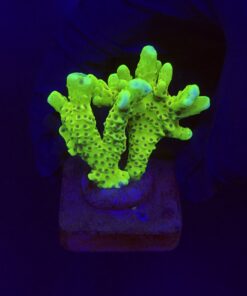 Slime Ball Anacropora M