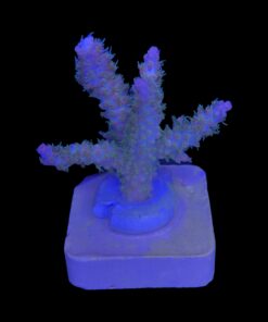 Alternative view of Snow Dropp M