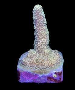Alternative view of Spathulata Golden M