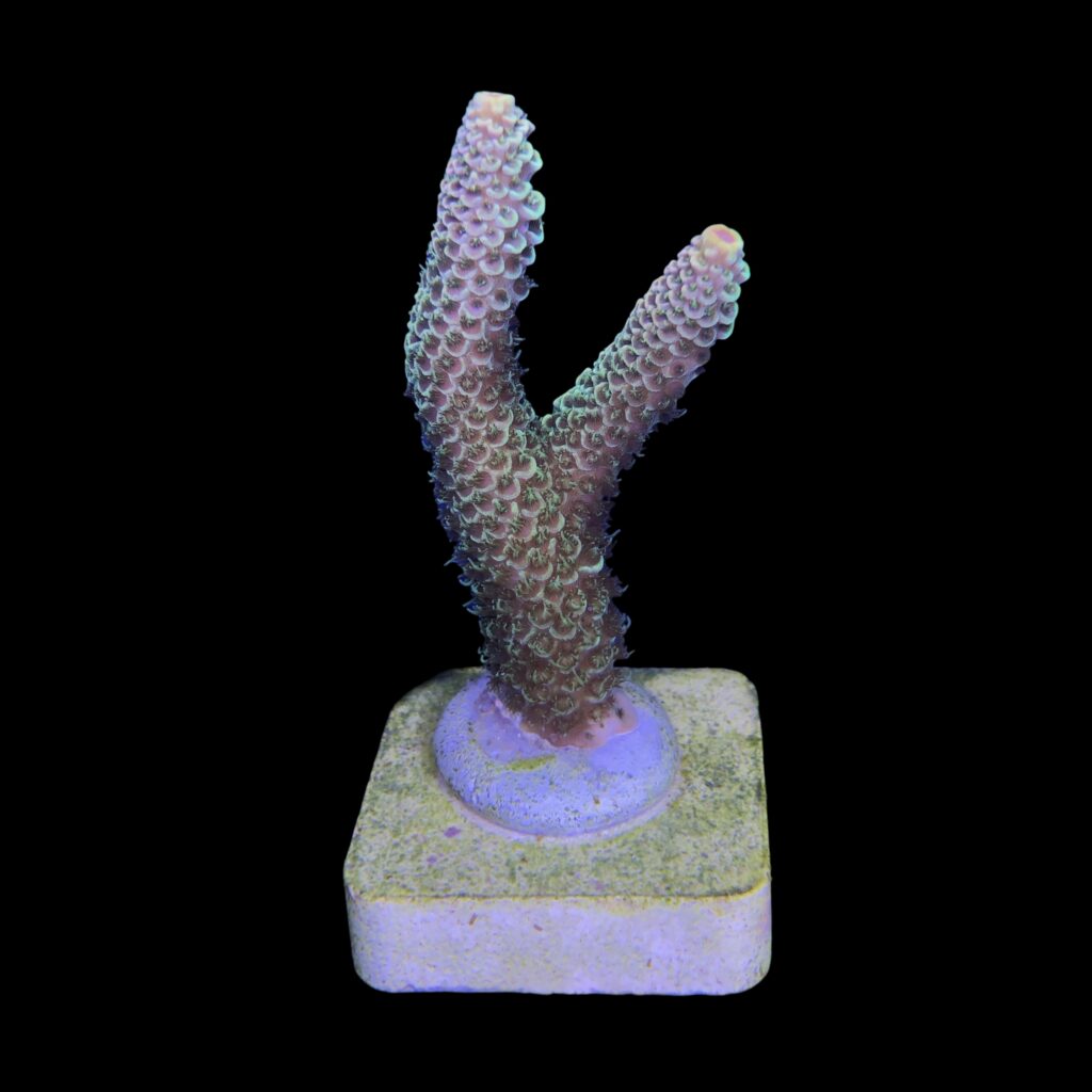 Ocyan
