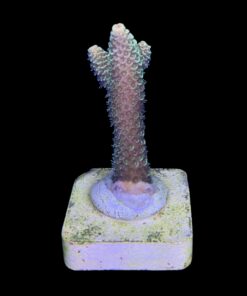 Alternative view of Spathulata Golden M