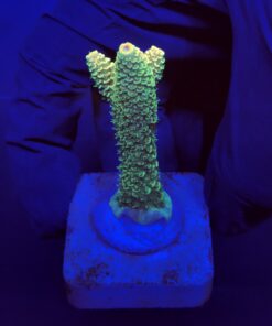 Spathulata Golden M
