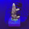 Spathulata Purple Tips M