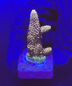 Spathulata Purple Tips M
