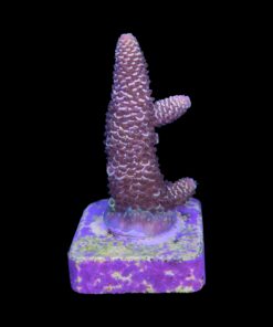 Alternative view of Spathulata Purple Tips M