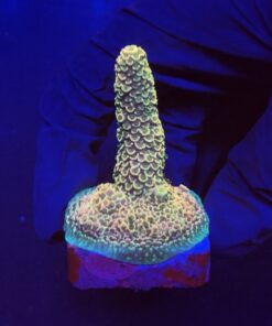 Spathulata Golden M
