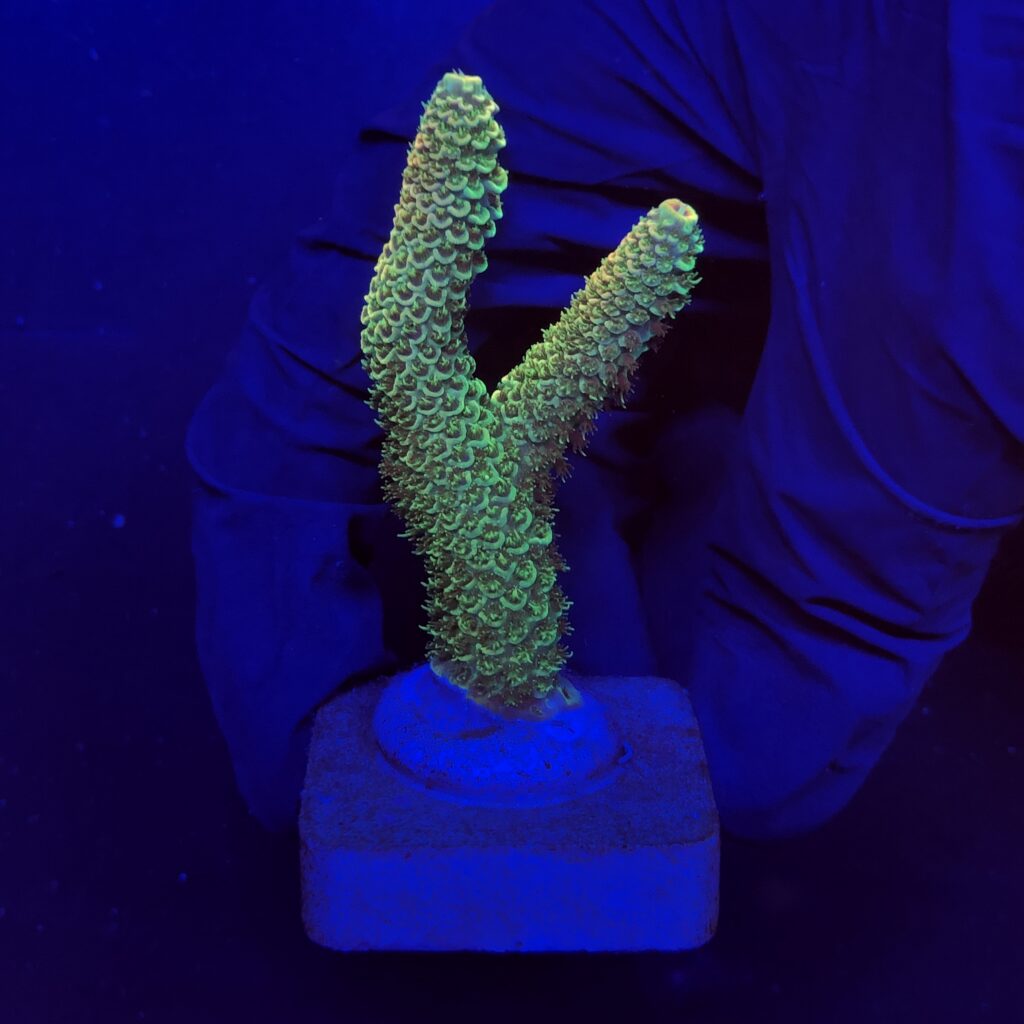 Ocyan