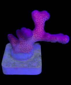 Stylophora Pink M
