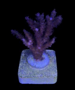 Subulata Purple M