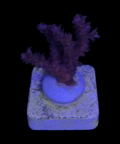 Subulata Purple M