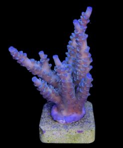 Alternative view of OR Tenuis Blue Ice G
