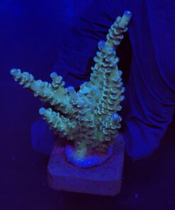 OR Tenuis Blue Ice G