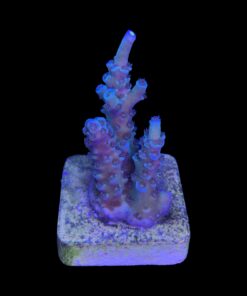 Alternative view of OR Tenuis Blue Ice M