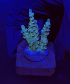 OR Tenuis Blue Ice M