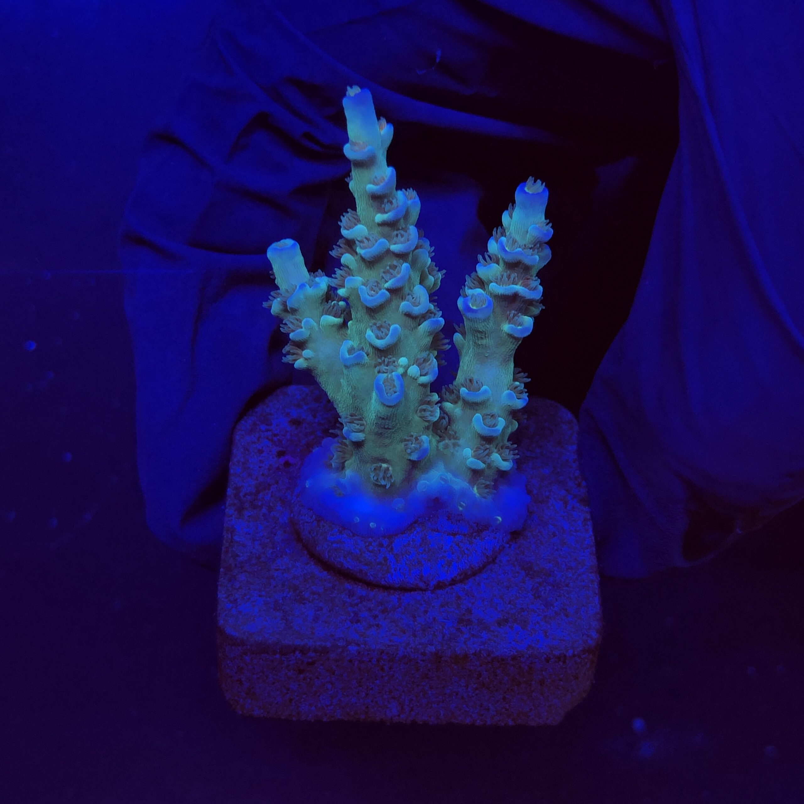 OR Tenuis Blue Ice M