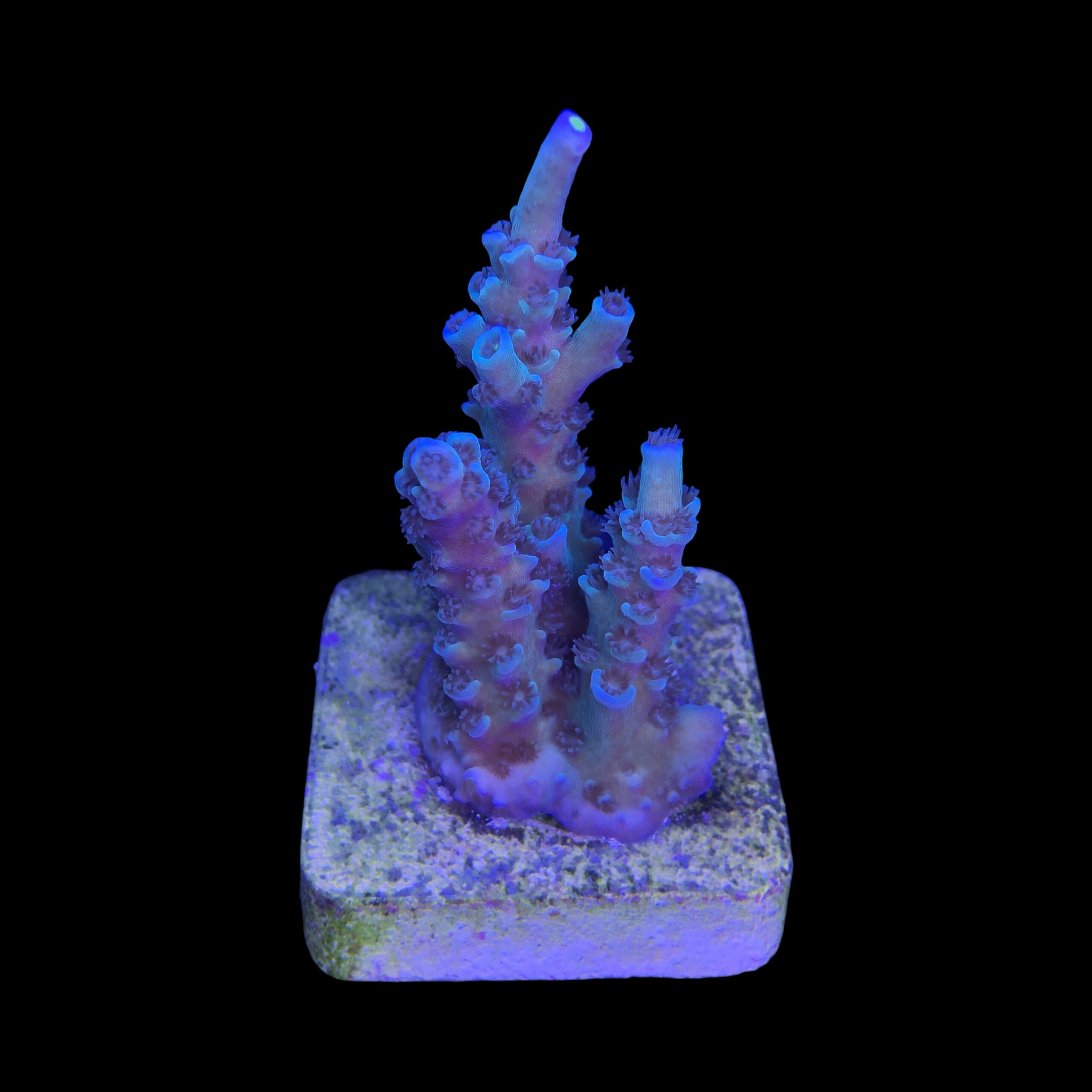 OR Tenuis Blue Ice M - Imagem 2
