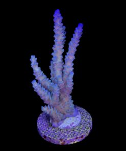Alternative view of OR Tenuis Blue Ice Mini Colônia