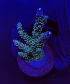 OR Tenuis Blue Ice Mini Colônia