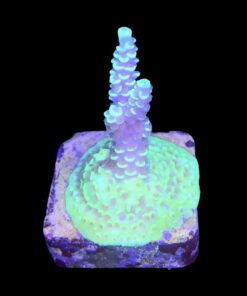 Alternative view of Tenuis Fruits Loops M