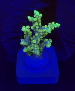 Toxic Green M