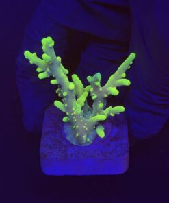 Toxic Green M