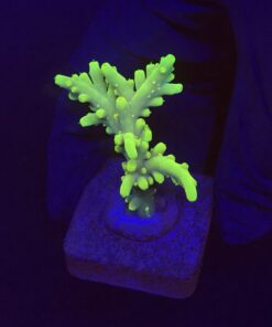 Toxic Green M