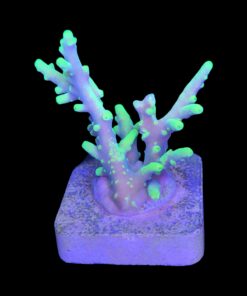 Alternative view of Toxic Green M