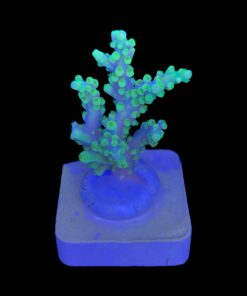 Alternative view of Toxic Green M