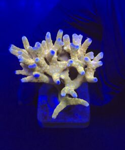 Tropicana Anacropora G