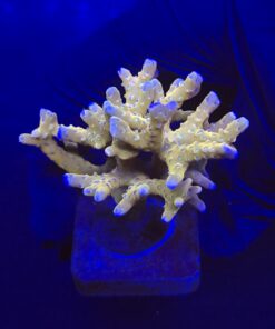 Tropicana Anacropora G