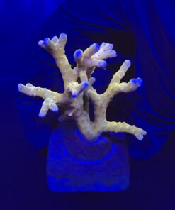 Tropicana Anacropora M