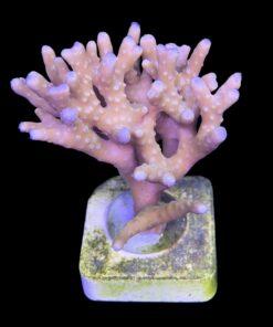 Alternative view of Tropicana Anacropora G