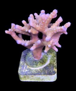 Alternative view of Tropicana Anacropora G
