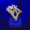 Tropicana Anacropora M
