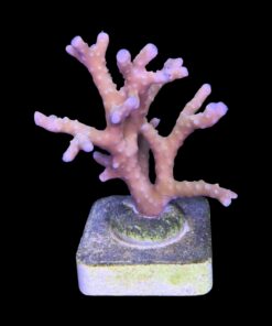 Alternative view of Tropicana Anacropora M