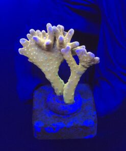 Tropicana Anacropora M