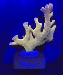 Tropicana Anacropora M