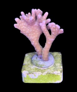 Alternative view of Tropicana Anacropora M