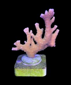 Alternative view of Tropicana Anacropora M