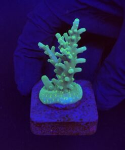 Turak Green M