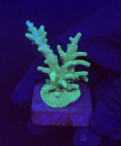 Turak Green M