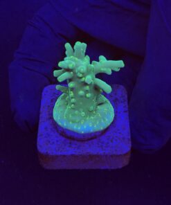 Turak Green P