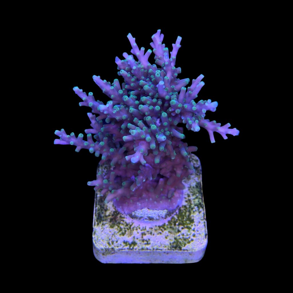 Ocyan