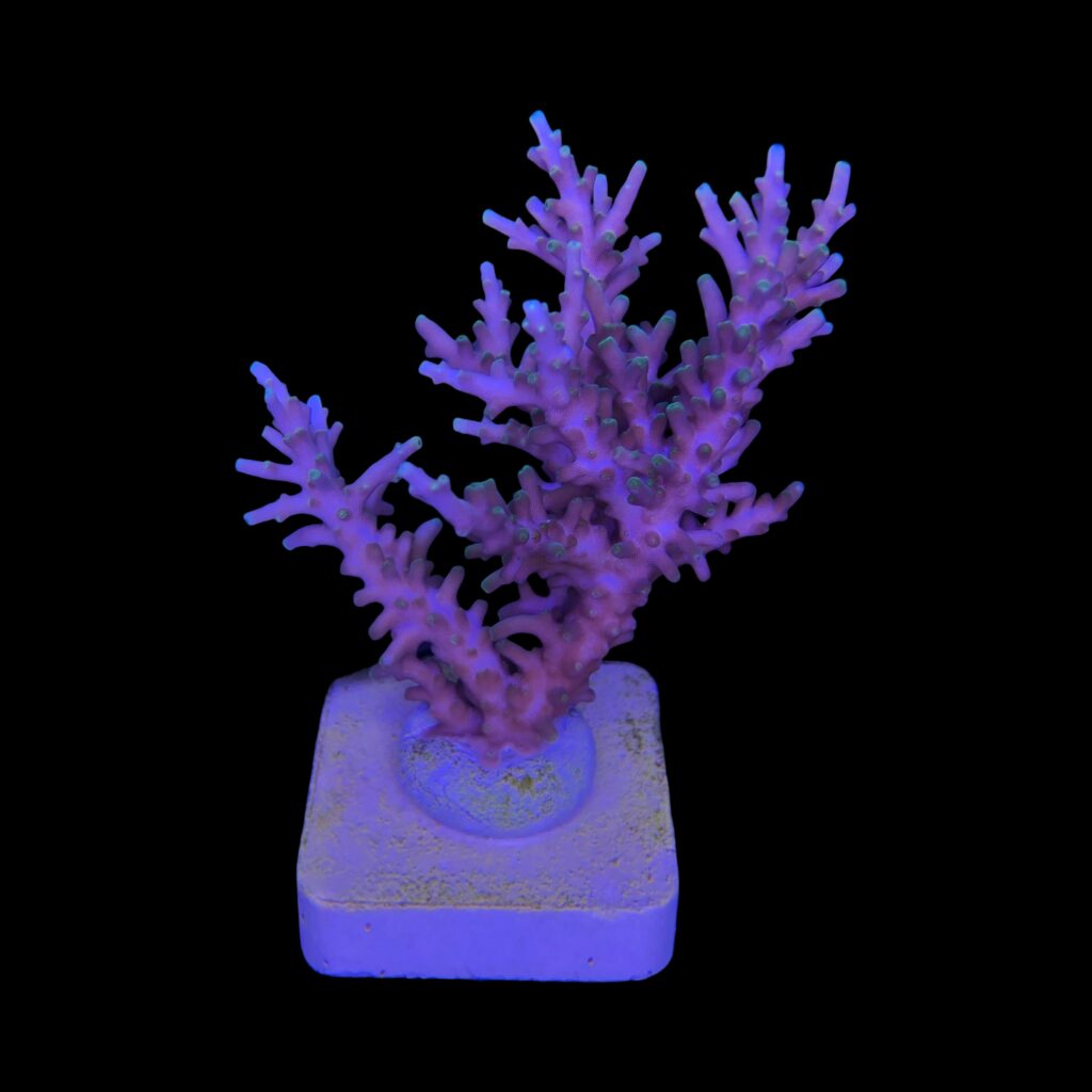Ocyan