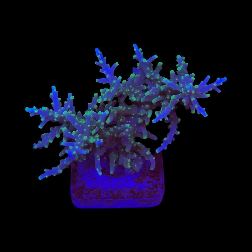 Ocyan