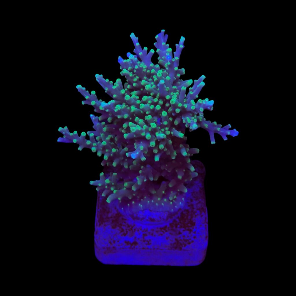 Ocyan